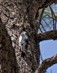Williamsons Sapsucker 1868